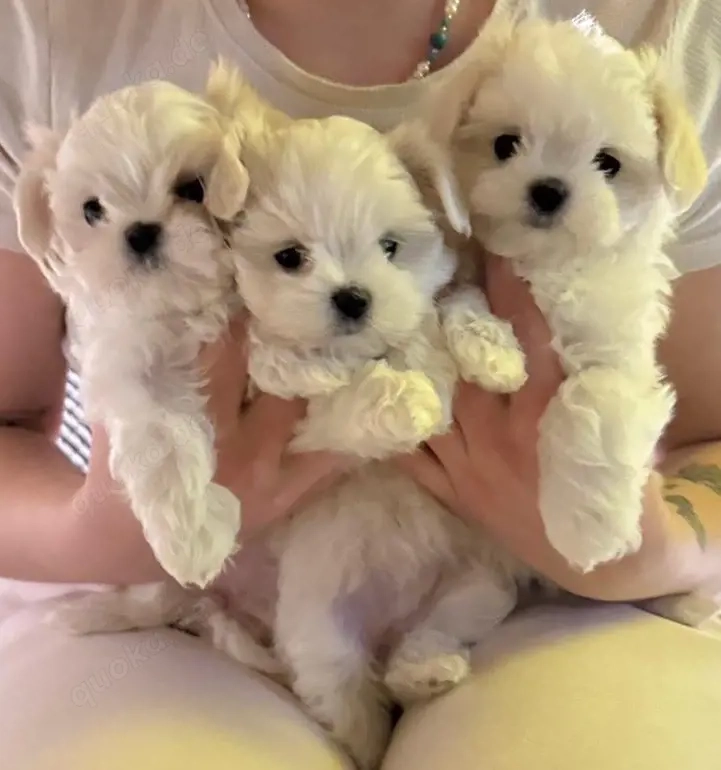 Drei weiße Märchenwesen: kleinbleibende Malteser Welpen mit koreanische Abstammung