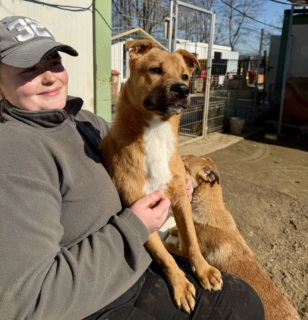 Steve, z. Zt. in Ungarn, ist ein typischer Welpe.