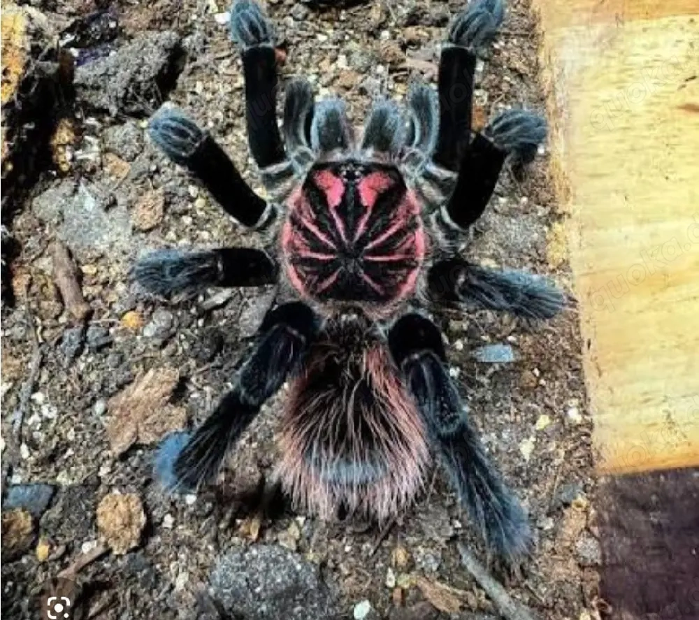 Verschiedene Vogelspinnen 