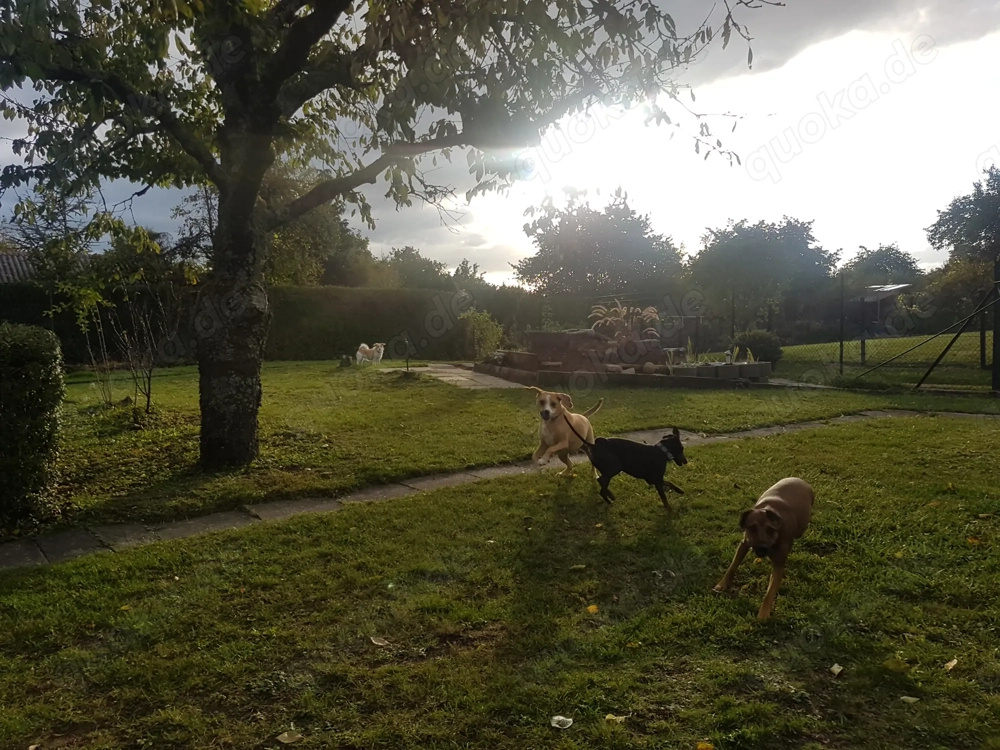 Exklusive Hundetagesbetreuung in kleiner, familiärer Gruppe