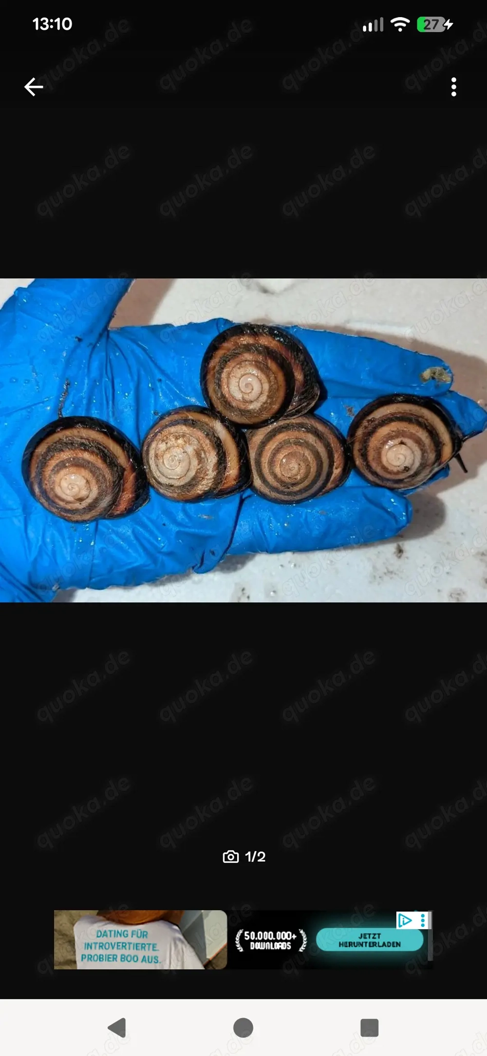 Caracolus sagemon Gran piedra schnecken 