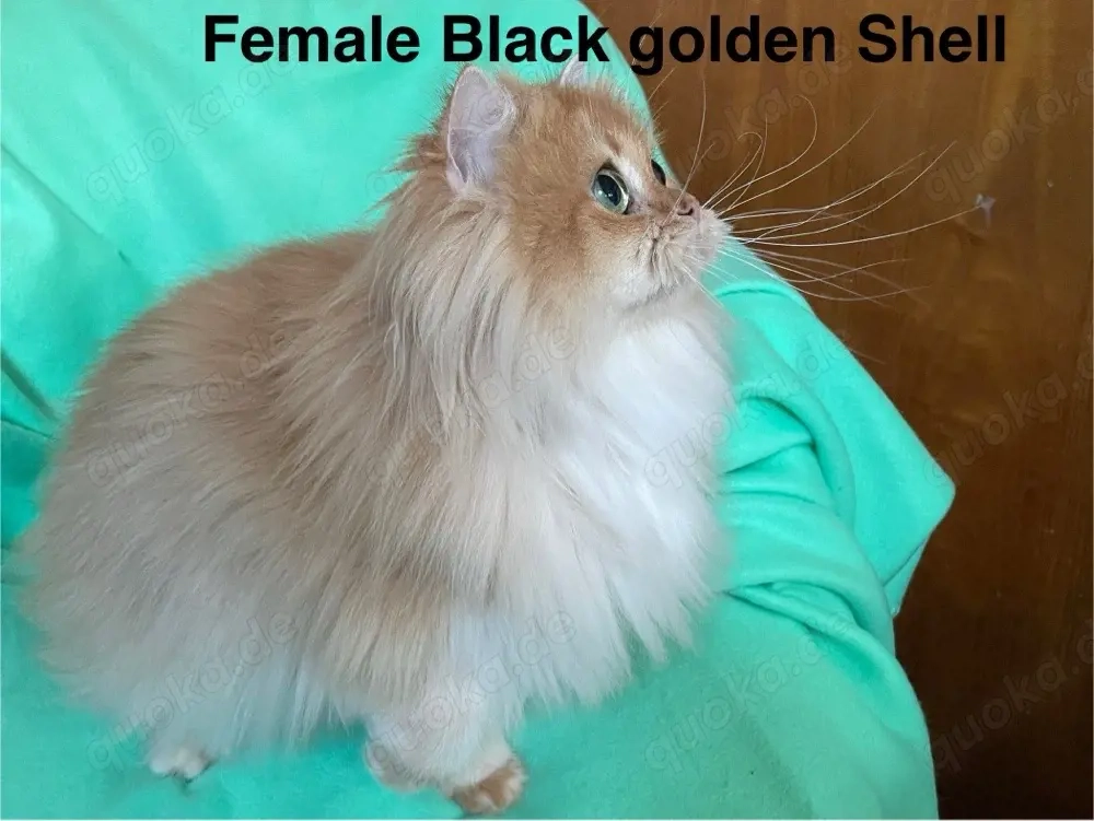 Britisch Langhaar mit Stammbaum,Zuchtkatzen,  BLH, blh