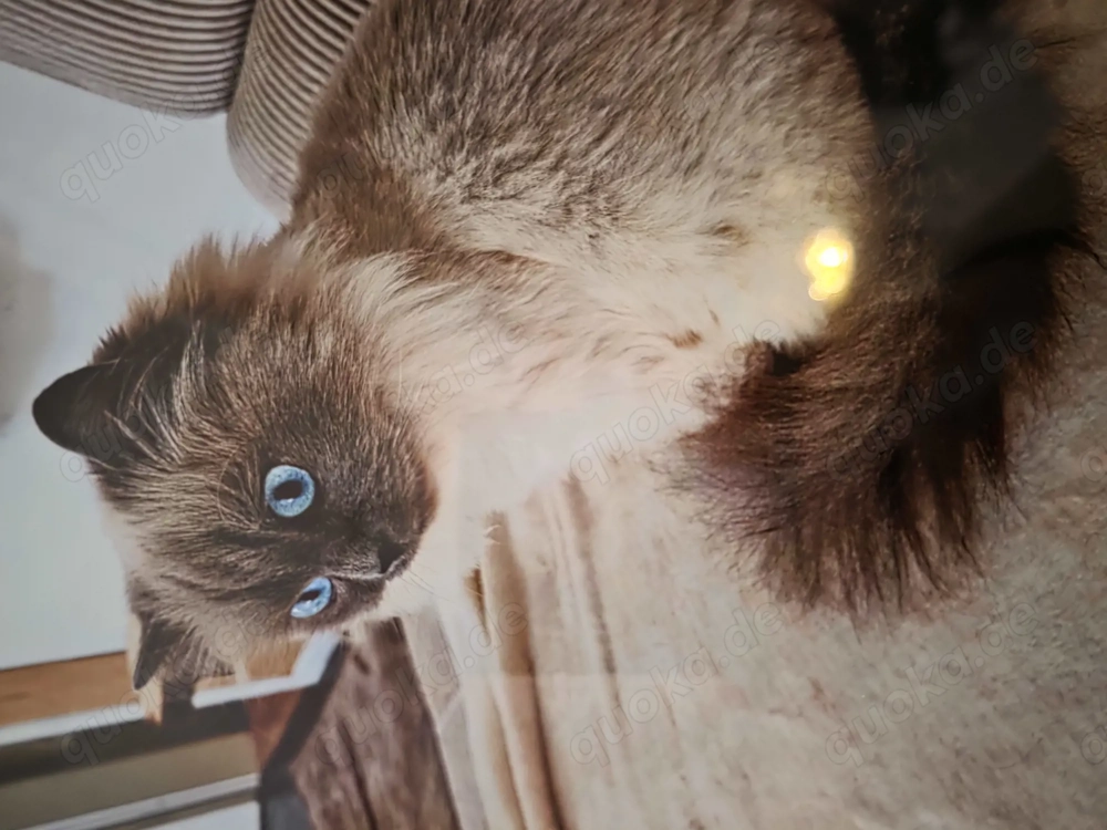 DRIIINGEND!!!Zwei Wundervolle und wunderschöne Katzen suchen ein Zuhause für immer 