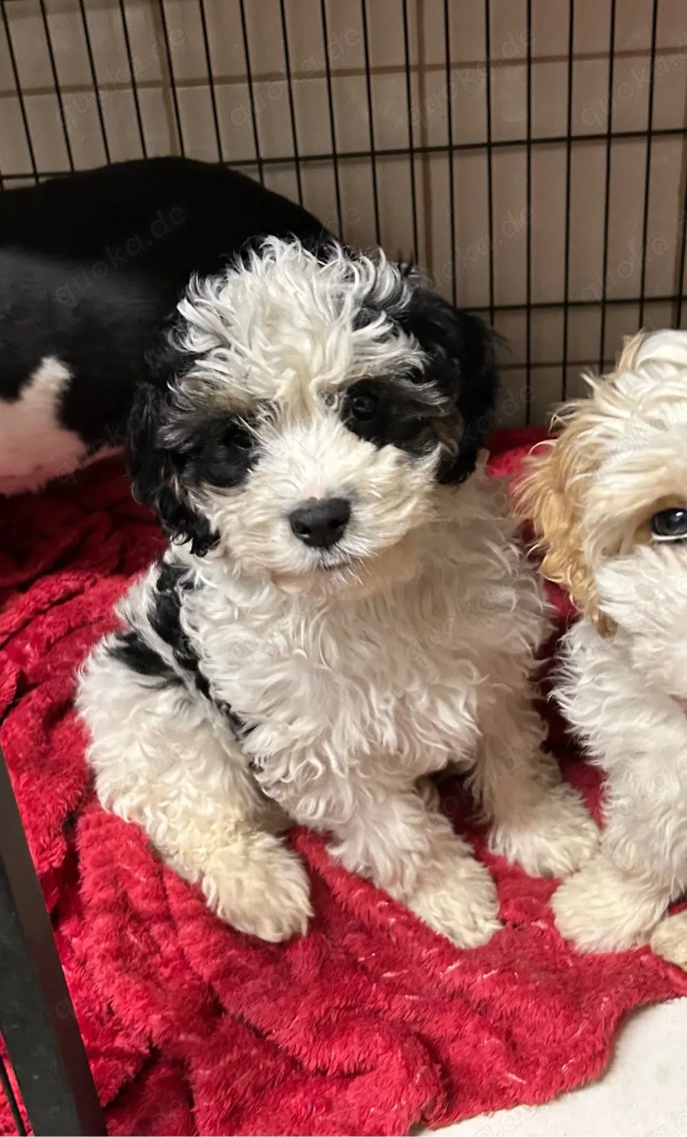 Dieser süße Cavapoo f1 Rüde sucht noch eine liebe Familie.