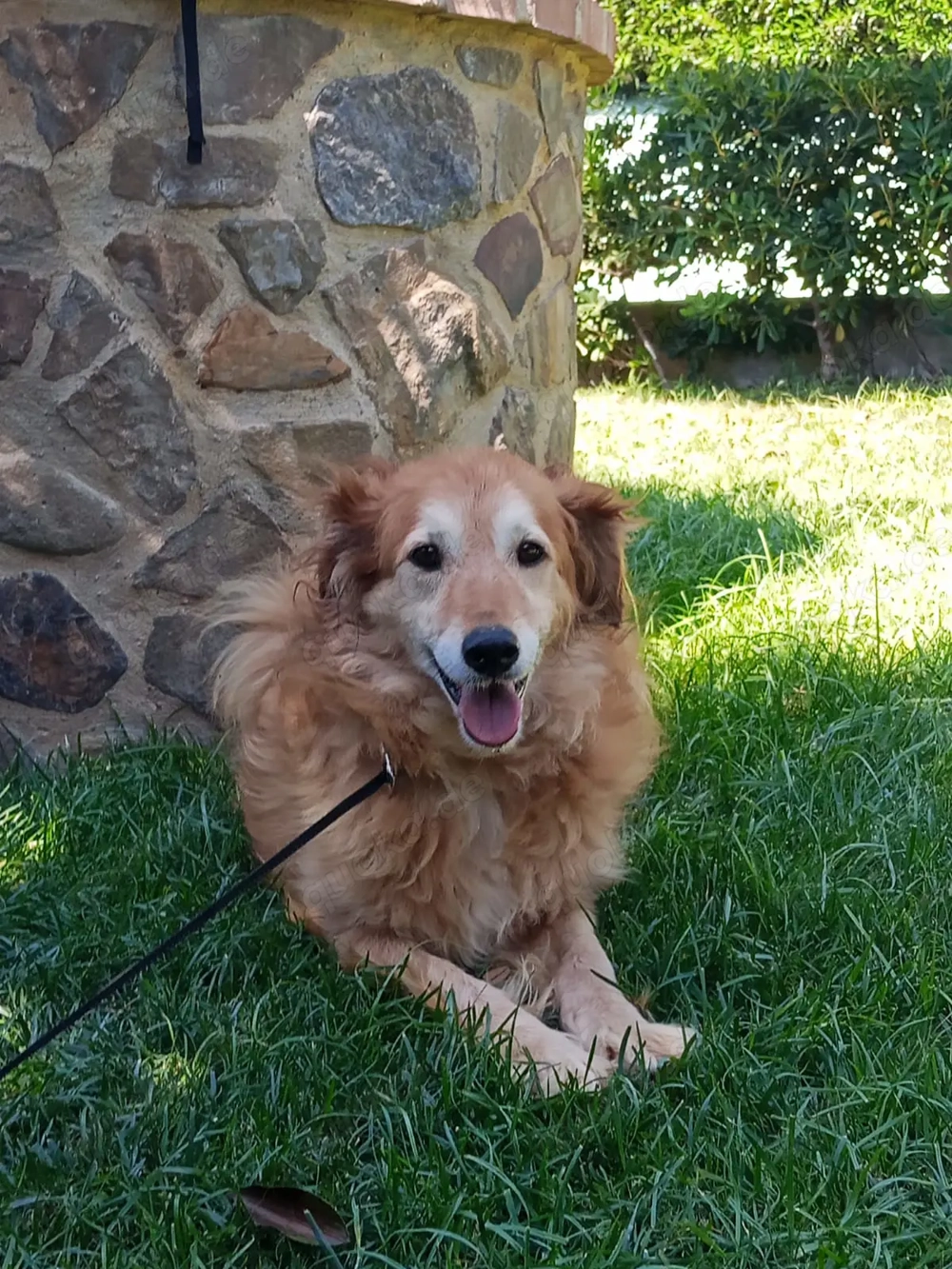 Giacco - Ein Herz aus Gold   ruhig, dankbar, sanft!