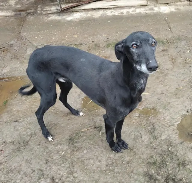 Alex, z.Zt. in Ungarn, schwarzer Blitz möchte Dich begeistern 