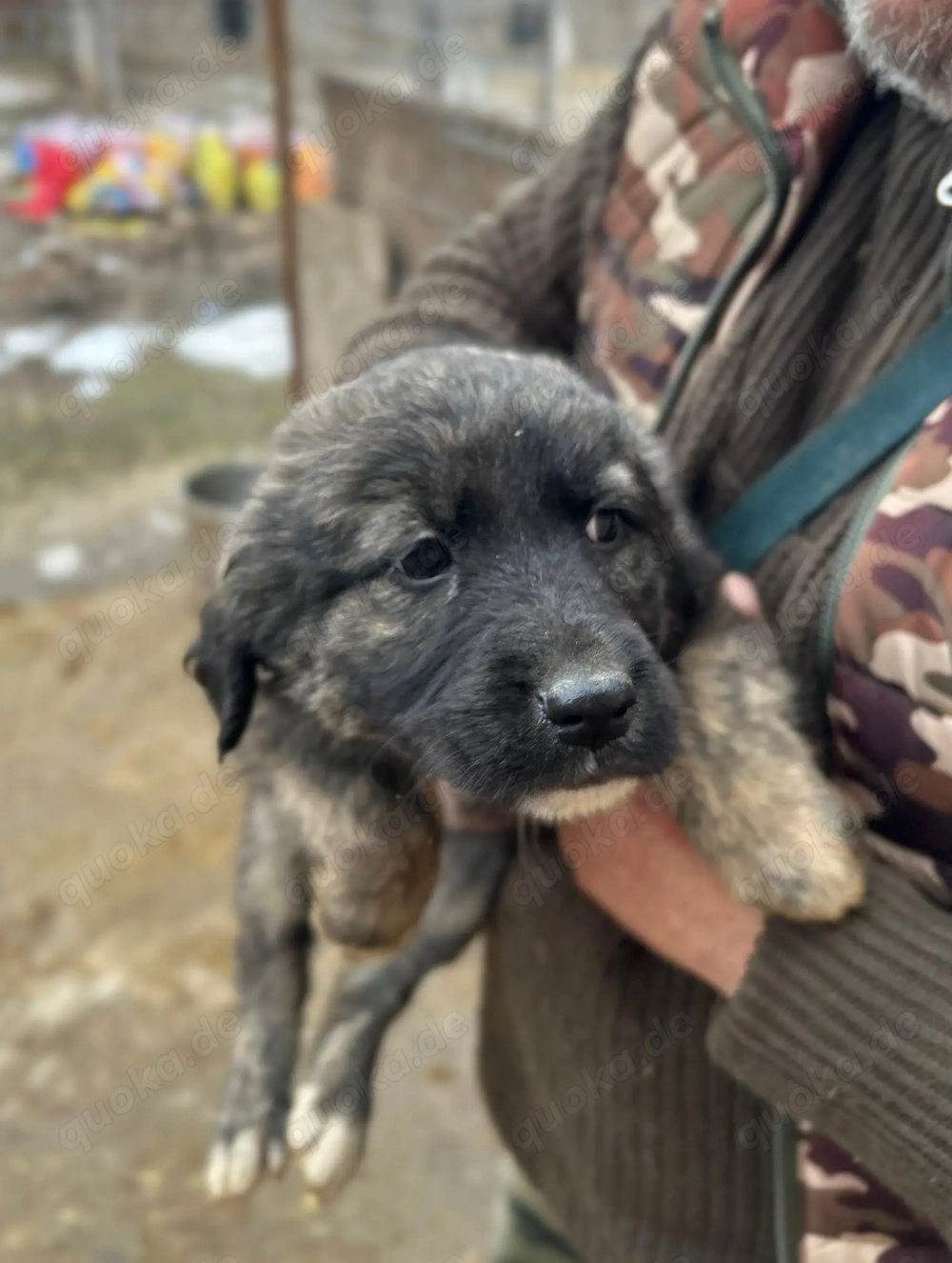 Baby wartet im Tierheim auf Dich 