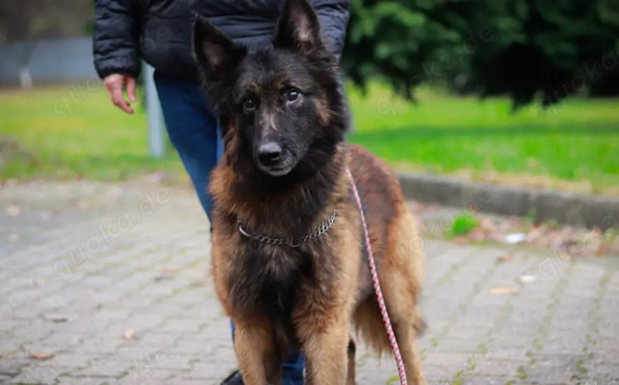 Bildschöner sozialer Athos sucht besonderes Zuhause