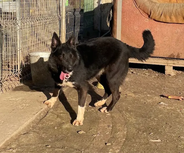 Pötyi, z.Zt. in Ungarn, zarte Seele sucht Körbchen