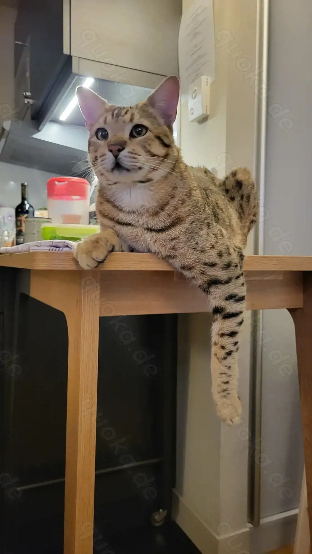 Deckkater Savannah