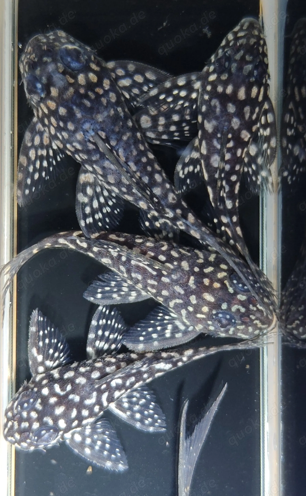 L 404 - Hypancistrus margaritatus - L-Wels - L 136 - Fische
