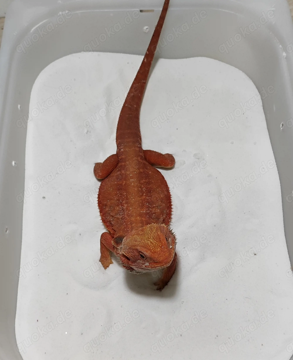 Bartagame Male