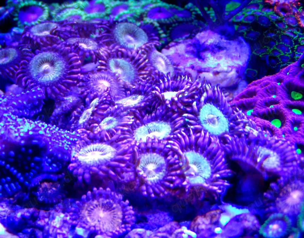 Korallenableger Zoa-Palythoa "Pandora "