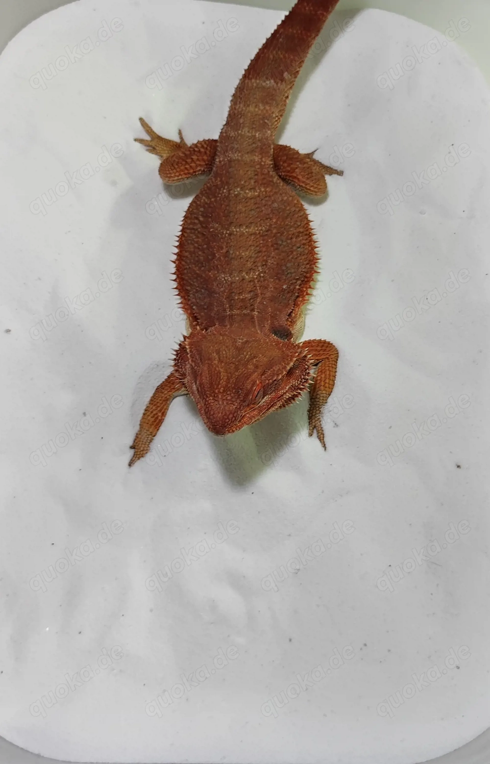 Striped Het Hypo Poss. Het Trans Male