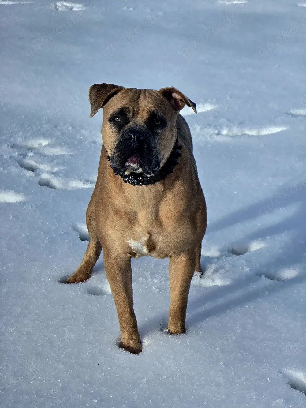 Ich suche ein Für immer zuhause ! 