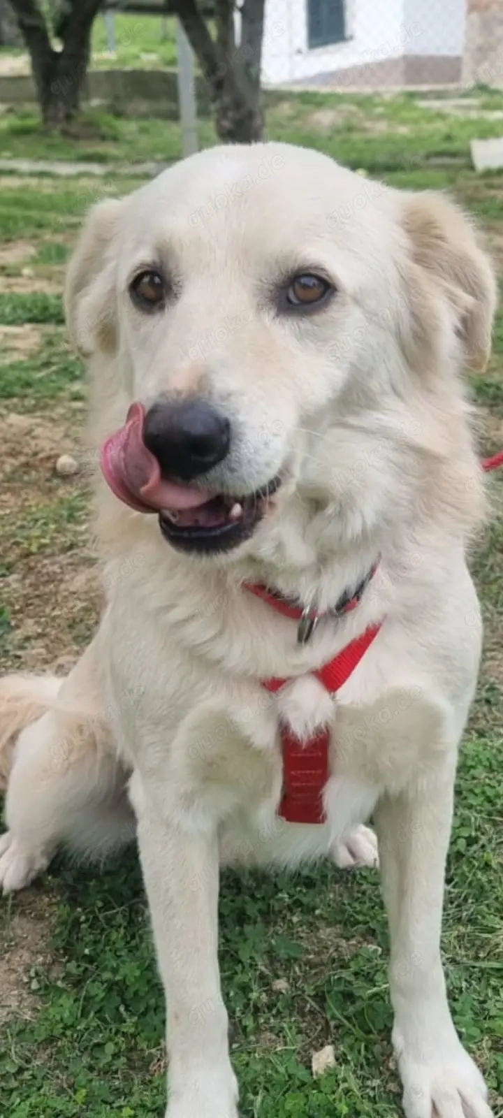 CIKO sucht sein Für-Immer-Zuhause!