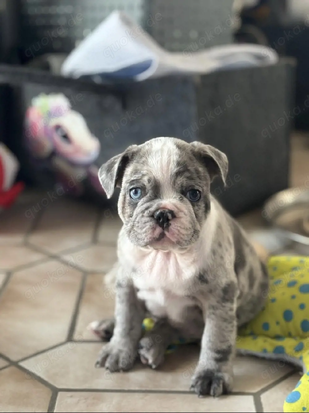 Französische Bulldogge teils Fluffy