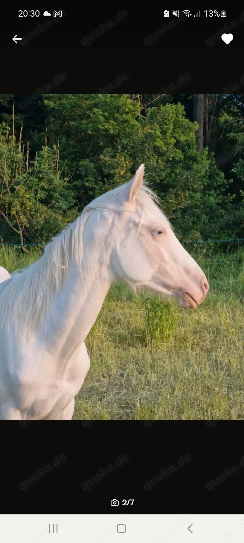 Wunderschöner Paint Horse Overo Hengst 