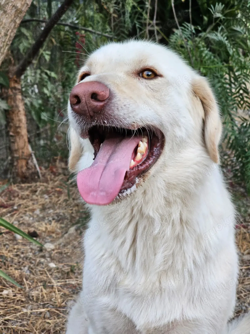 Mosé   jung, neugierig & voller Lebensfreude