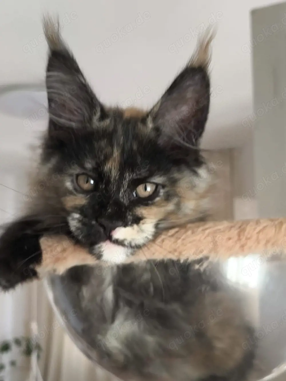 Maine Coon Kätzchen mit Stammbaum 