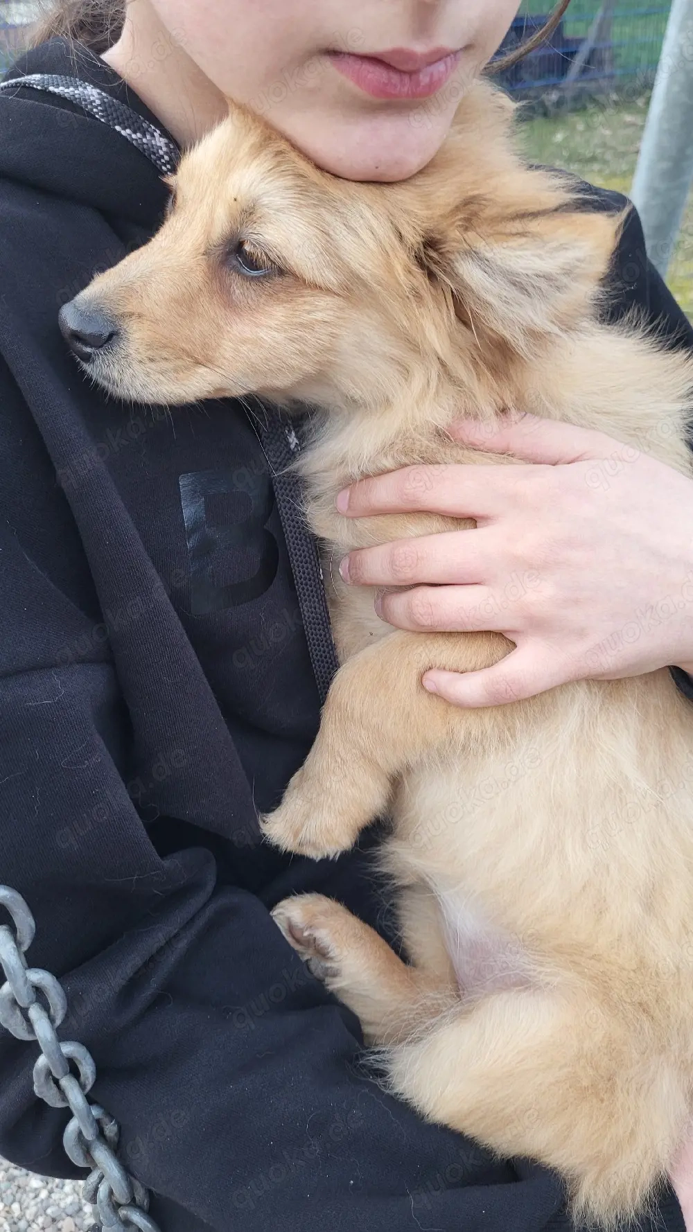  Zwergspitz weibchen sucht eine Familie 