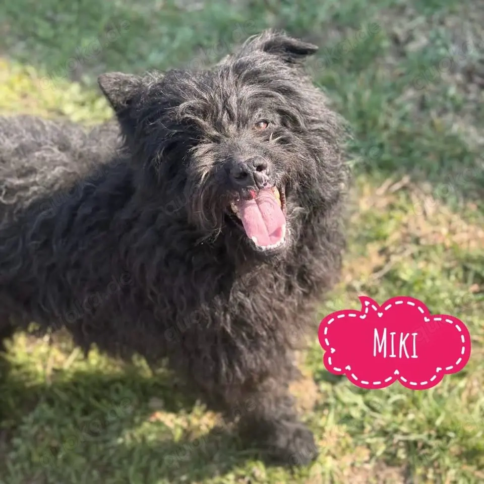 Miki, bezaubernde Mischlingshündin, Puli, Mudi, Tibet Terrier