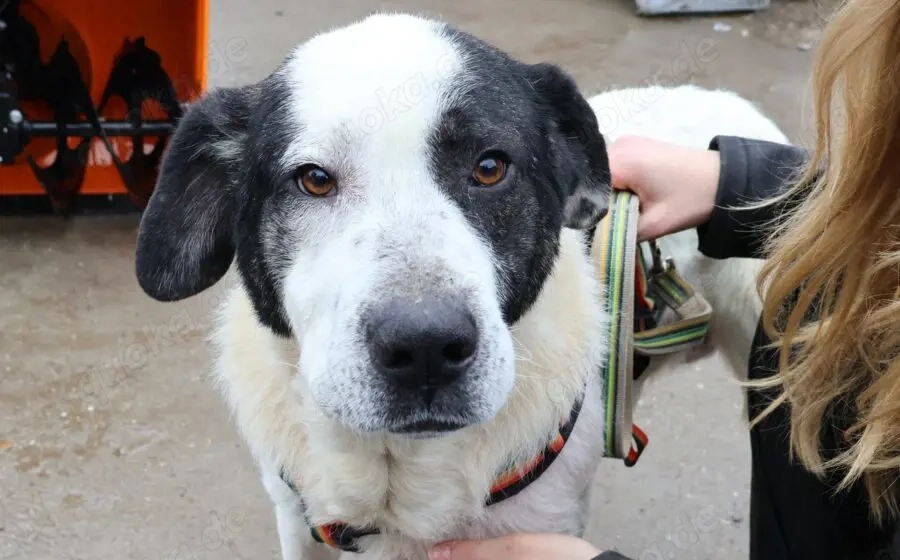 Mateo - ein stattlicher Rüde für aktive Menschen