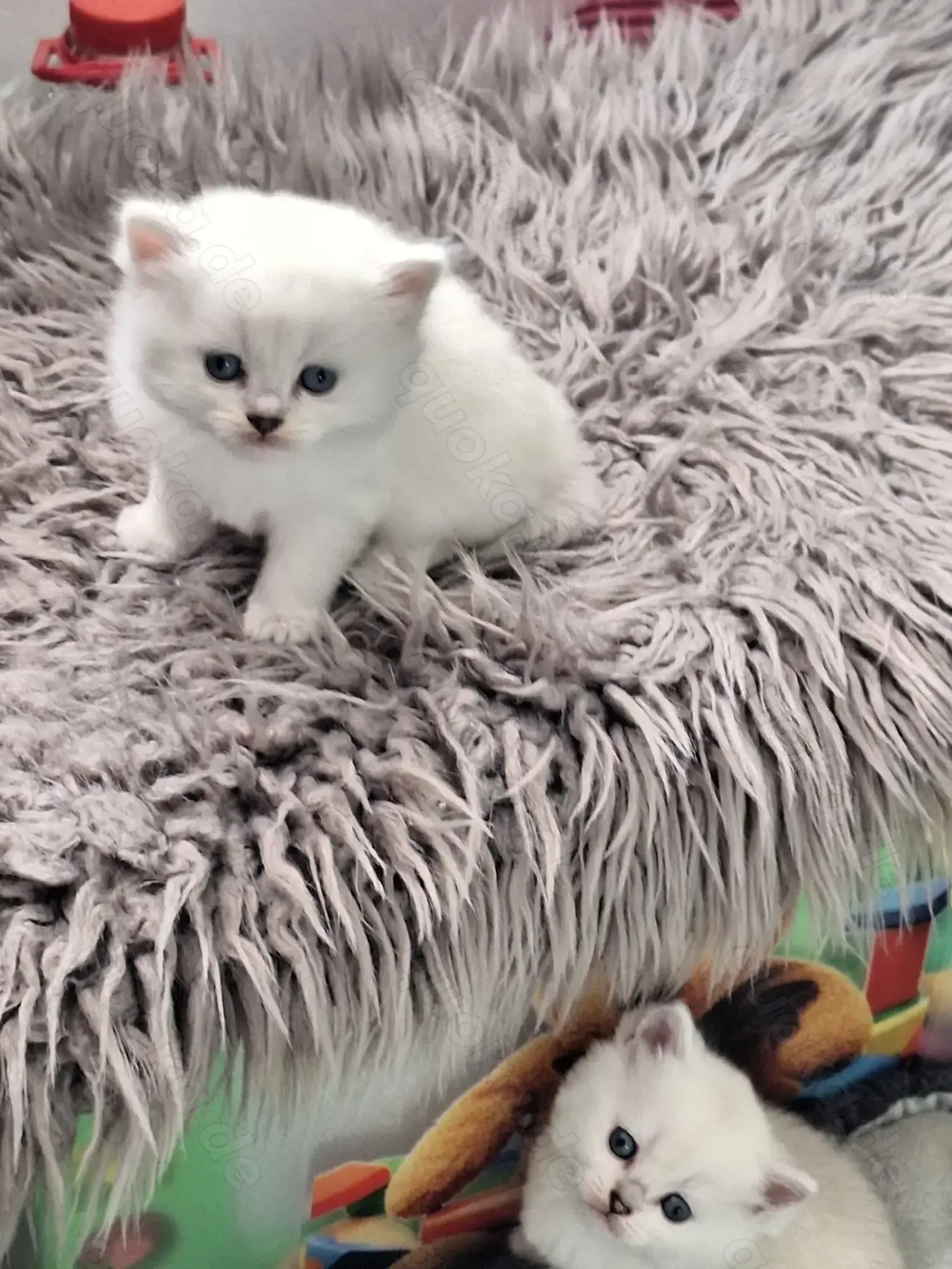 BKH und BLH Kitten mit Blau Augen