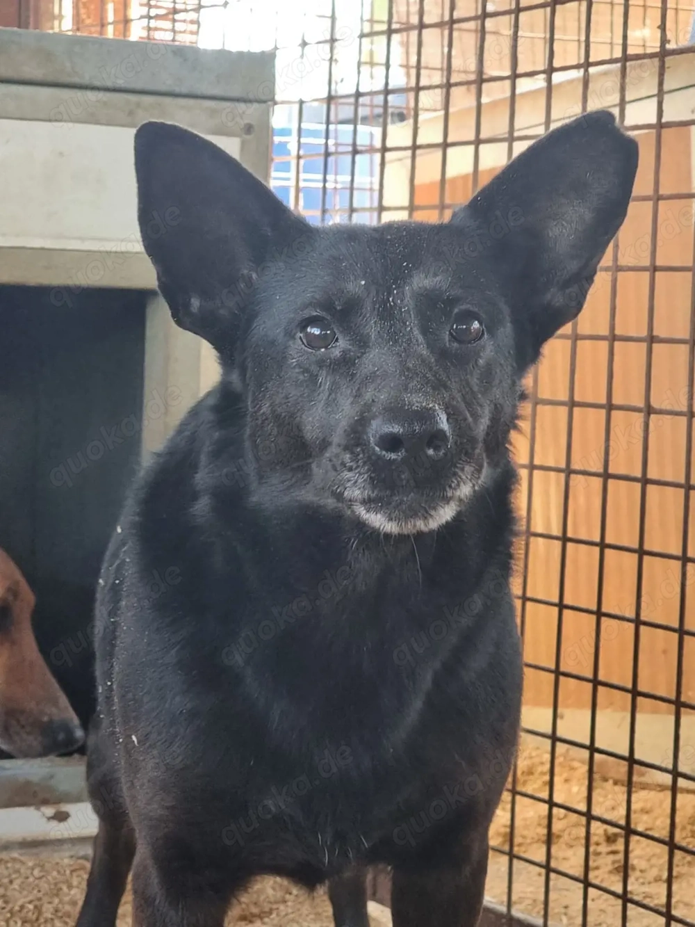 Helen z.Zt. in Ungarn, schüchtern und sensibel