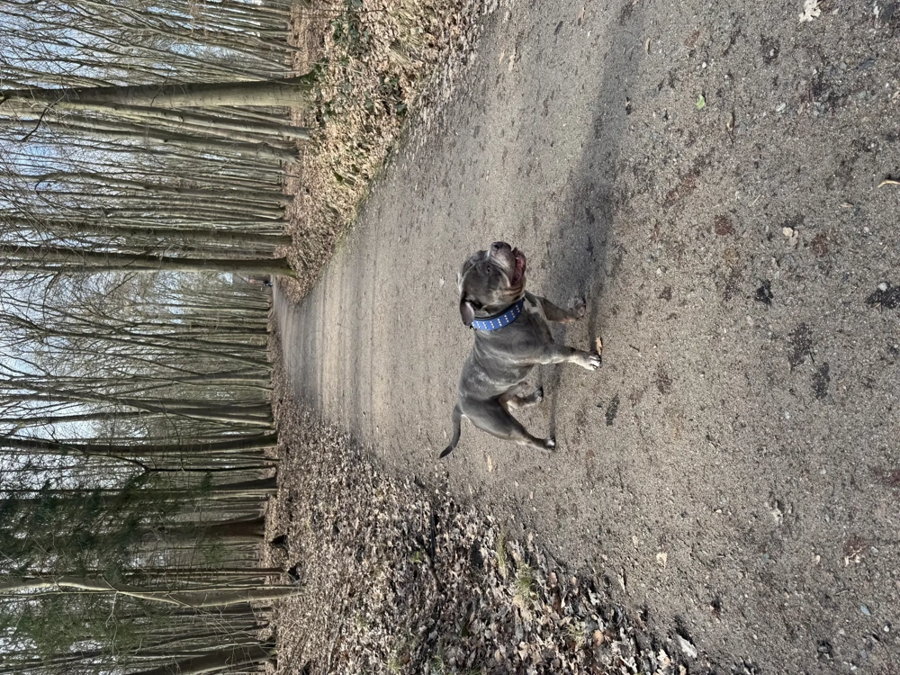 American Bully Deckrüde