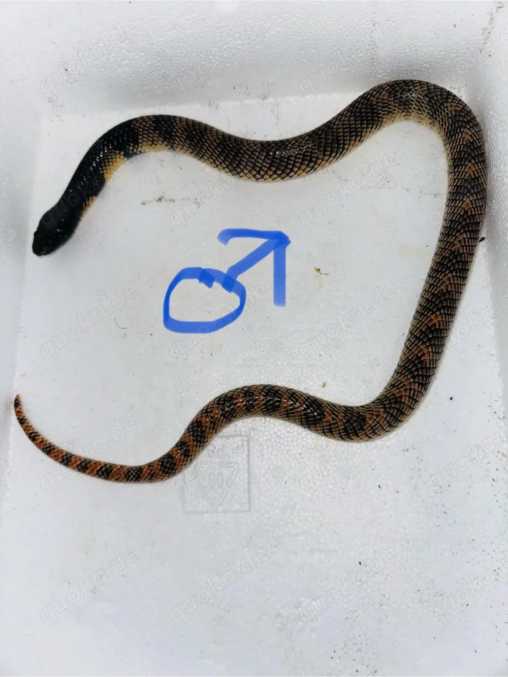 Aspidelaps lubricus cowlesi 1.1 NZ   Cowles Korallenschlange   Elapidae