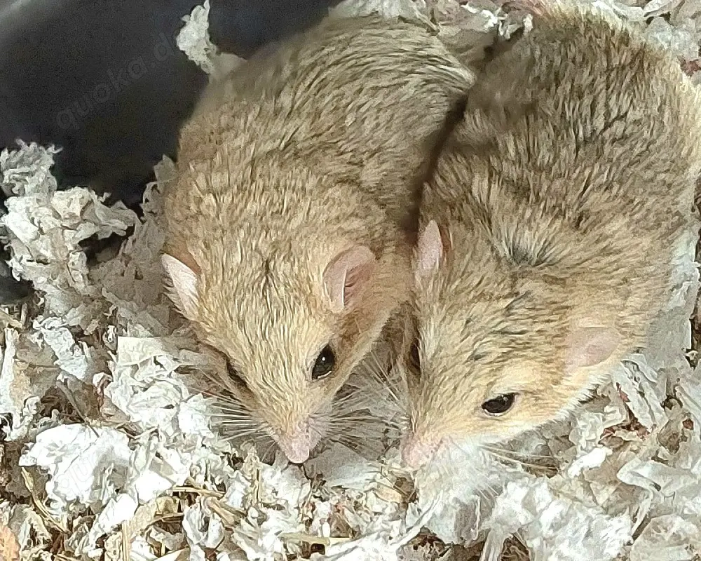 Duprasi Fettschwanzwüstenrennmaus