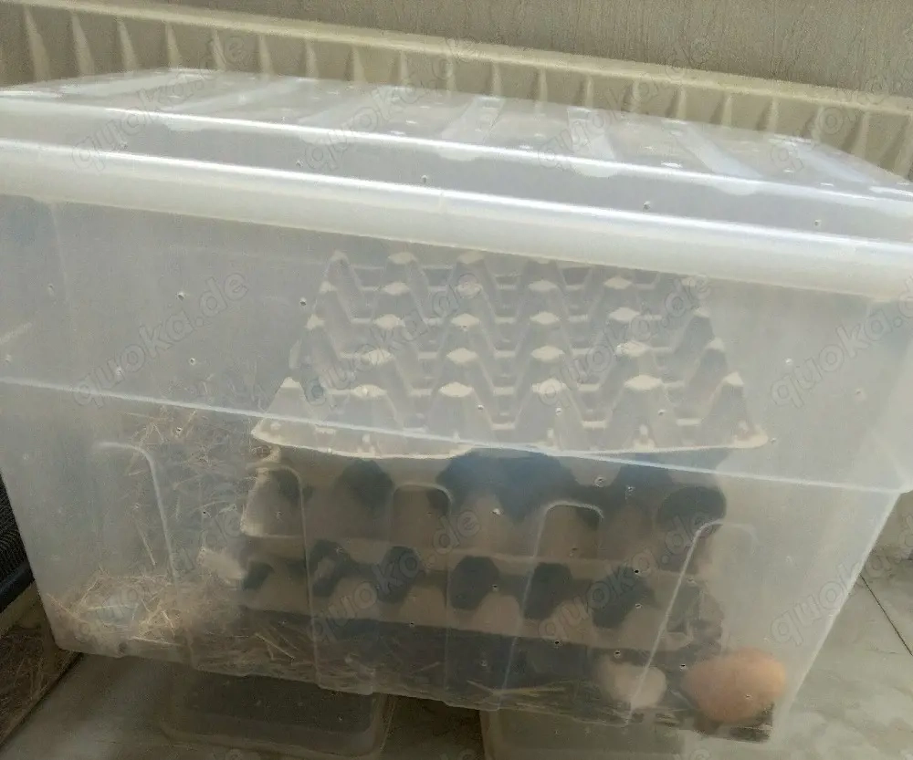 Argentische Waldschaben mit Zuchtbox 