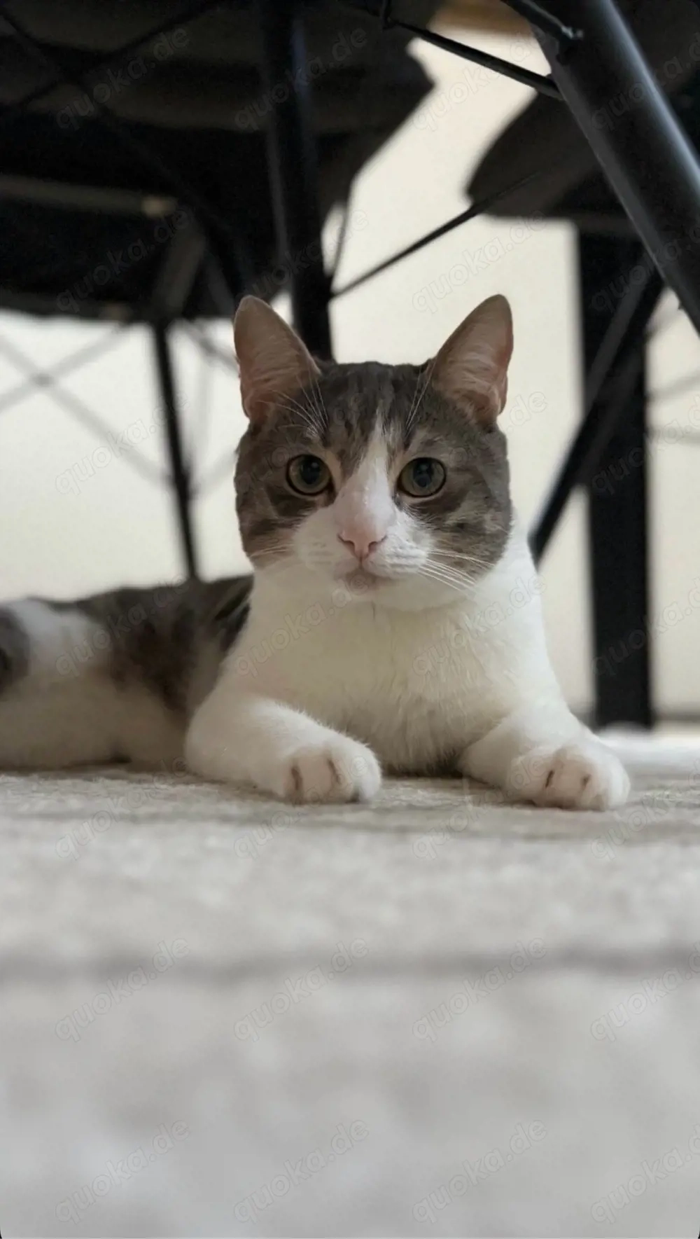 Balu sucht ein neues Zuhause