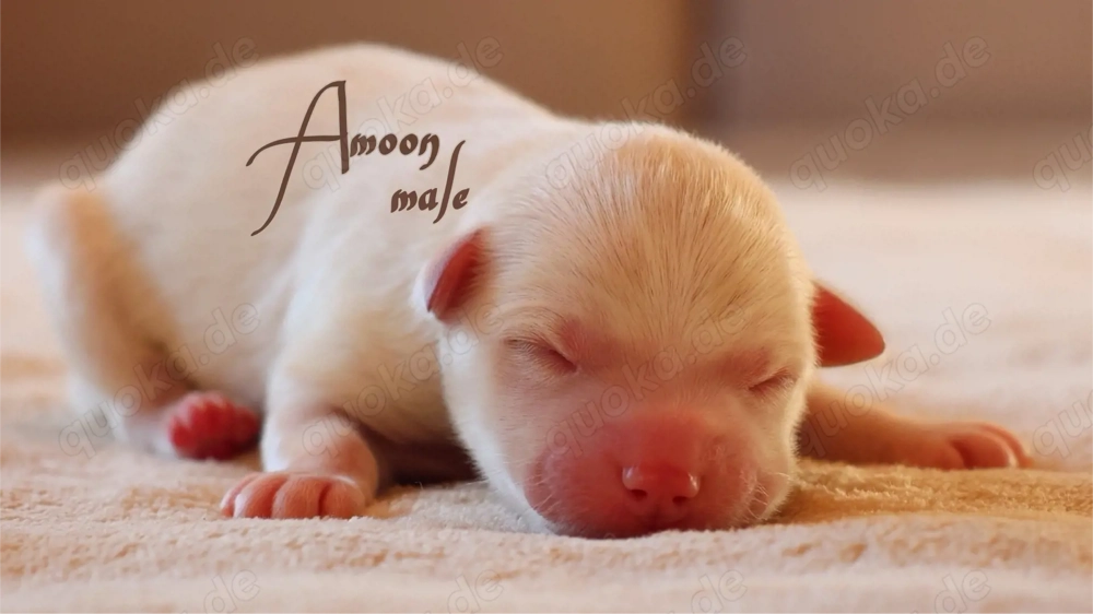 Nordic Dream - Pomsky Welpen