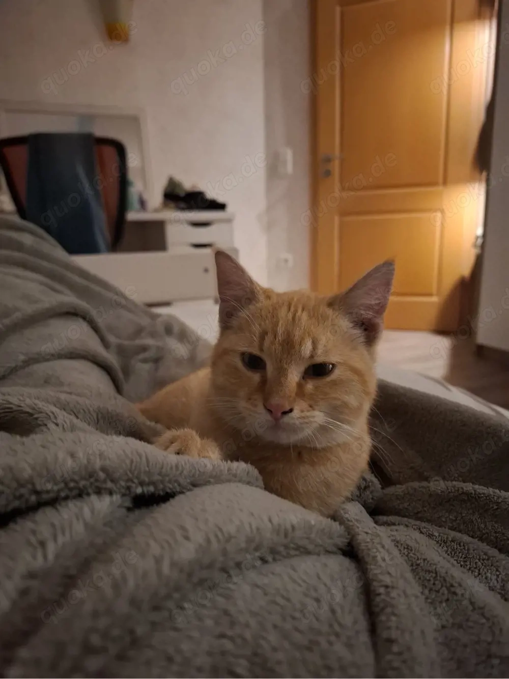 Zwei Kater abzugeben