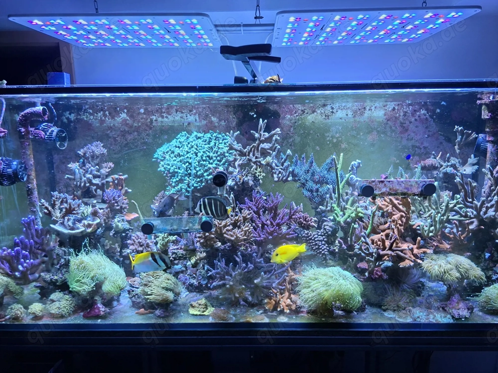 Meerwasser Montipora 