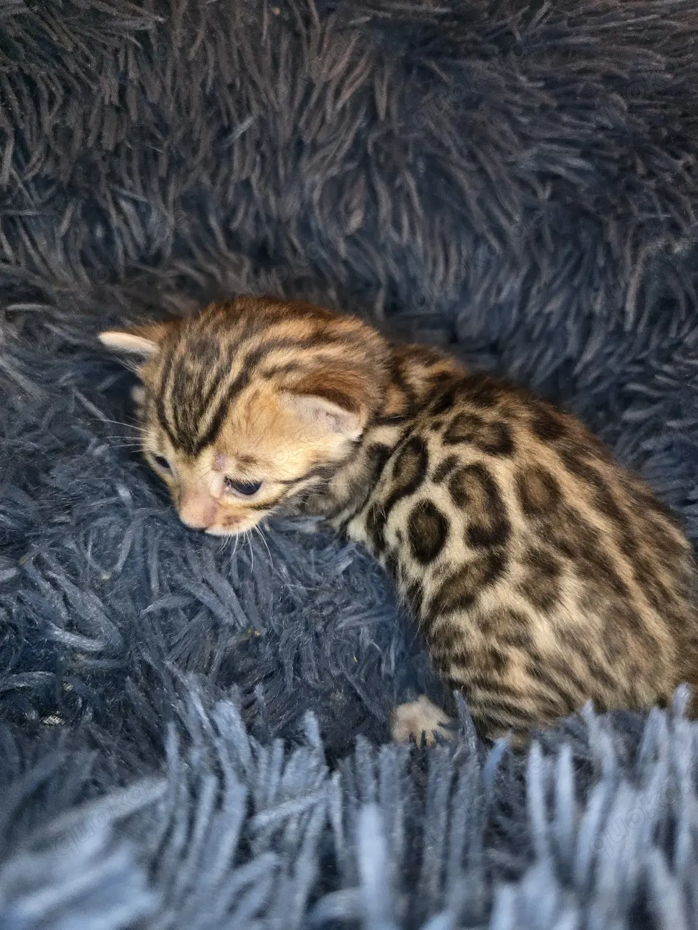 Bengal Kitten mit Stammbam Eltern 10 Tests Kitten Katze Kater 