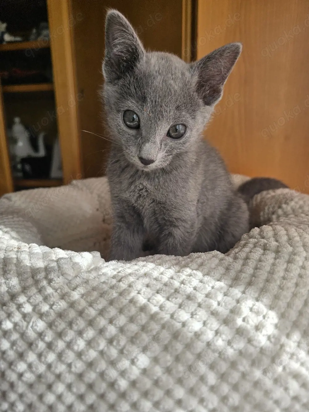 Russisch Blau Kitten m. Stammbaum M W Eltern 10 Tests 