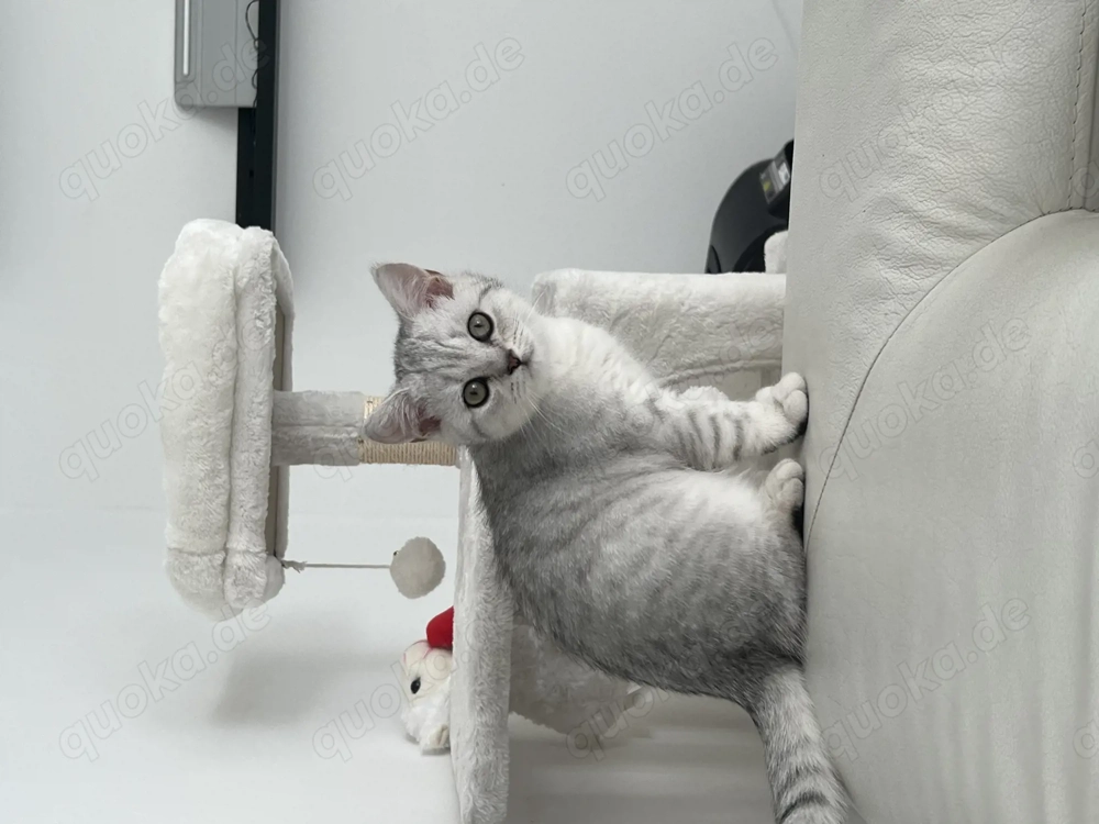 Katze abzugeben 