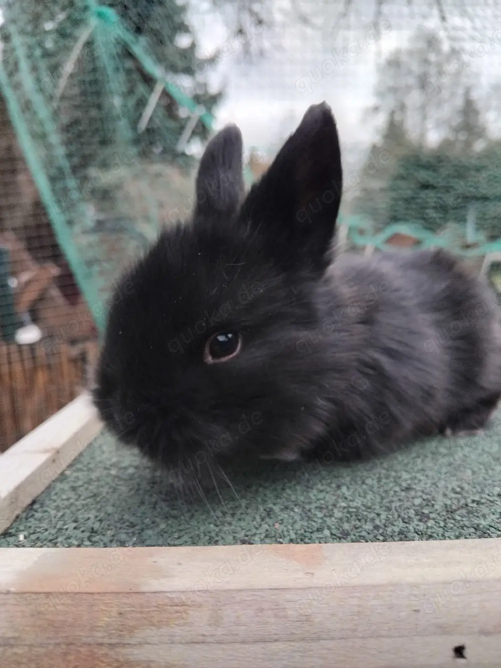 Zwergkaninchen 