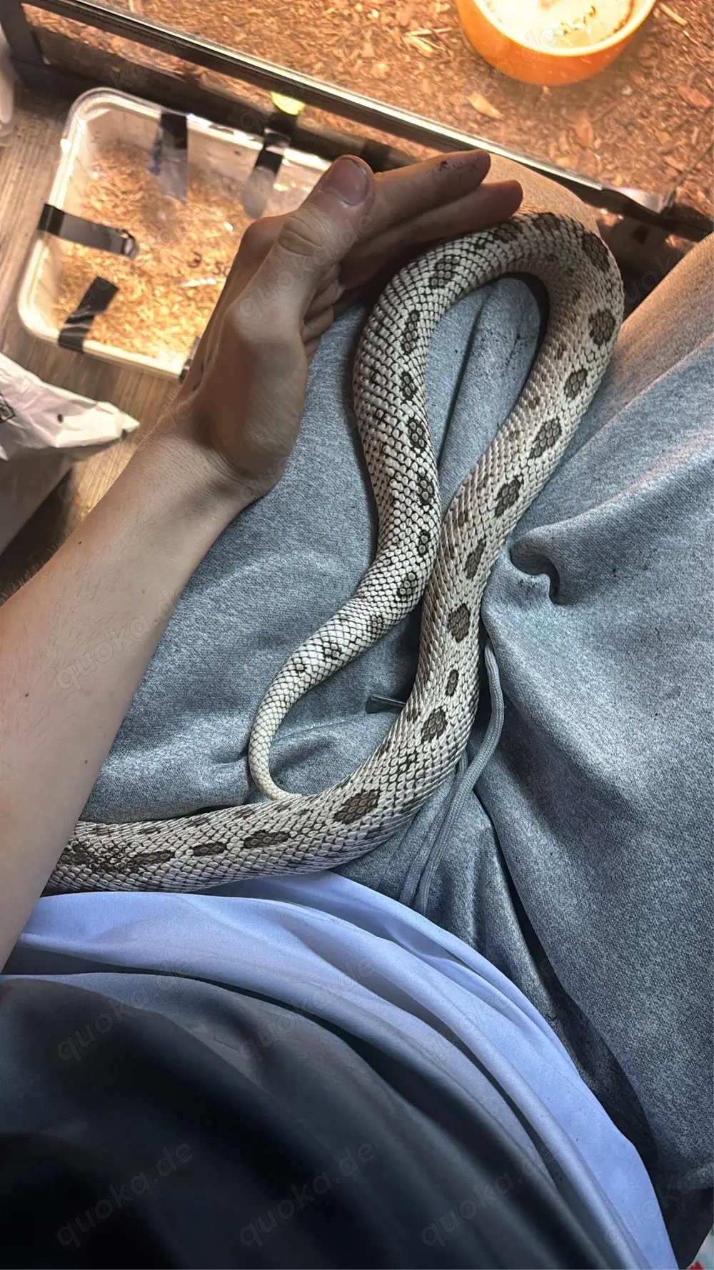 super arctic conda 0.1 adult 