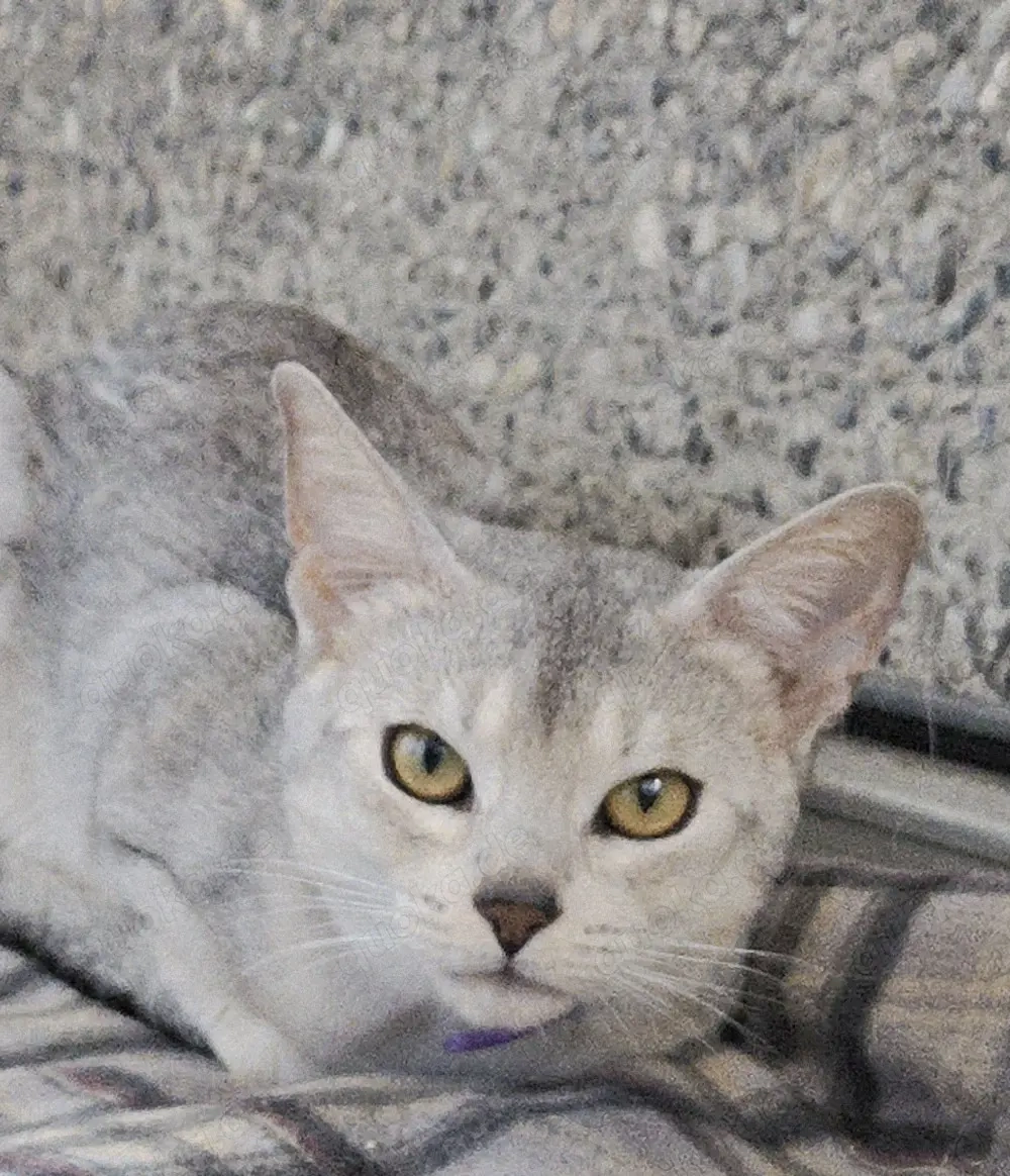  Abessinier-Deckkater in schwarz-silberfarben 