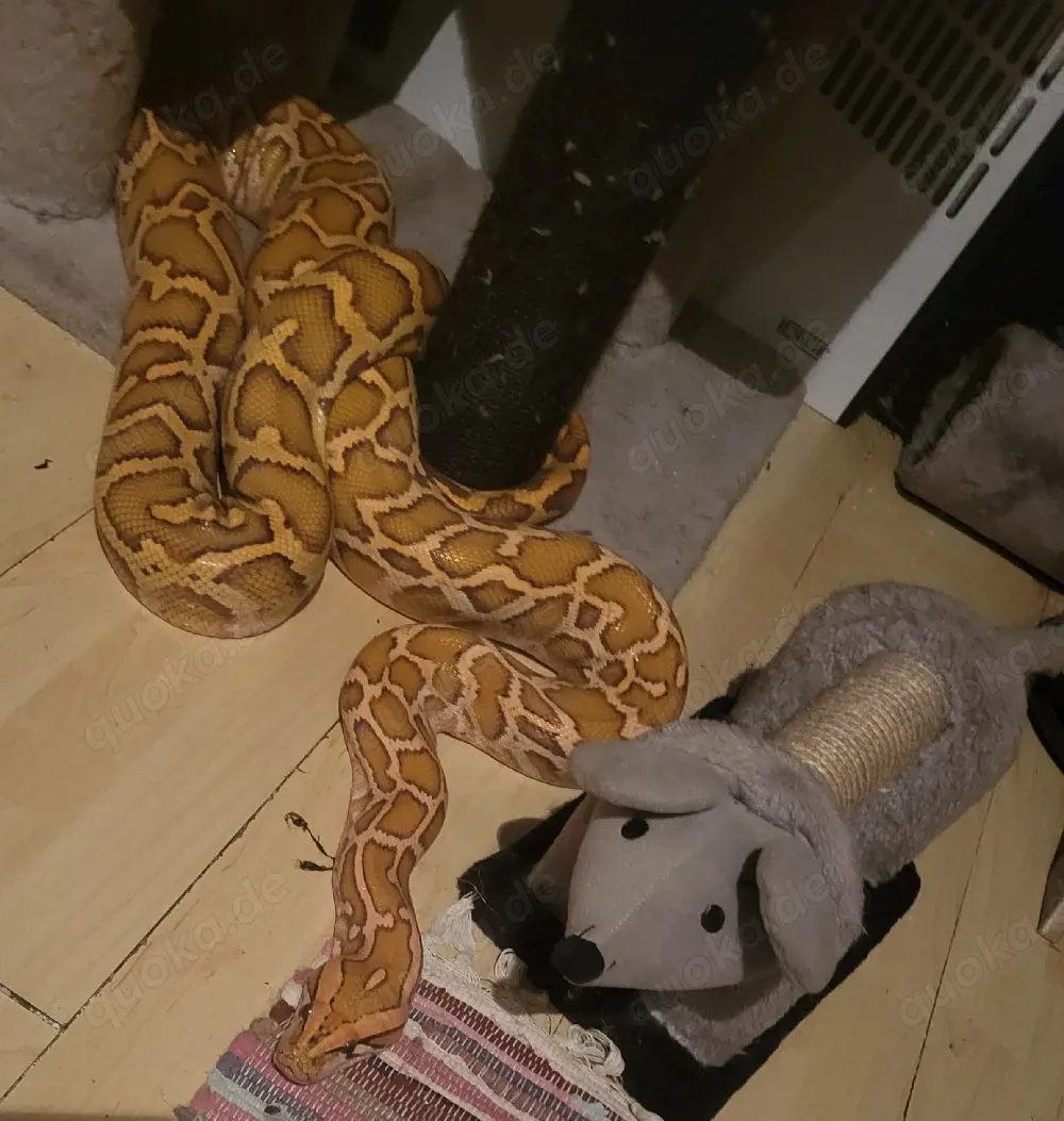 Tigerpiton  Männchen 