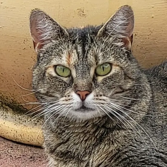 REDNECK sucht ein ruhiges Zuhause