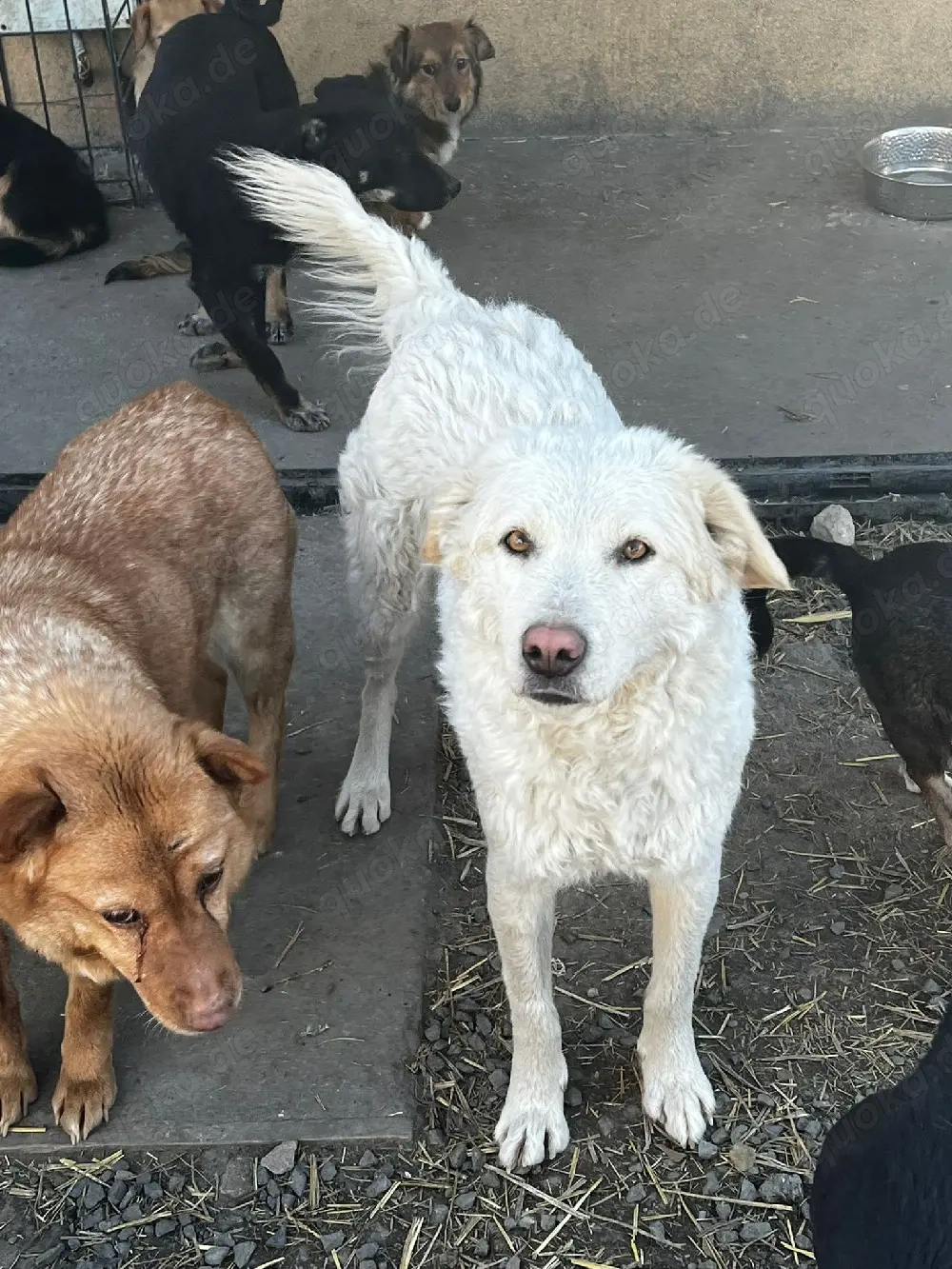 Hübsche Hündin sucht ein Zuhause oder eine Pflegestelle.