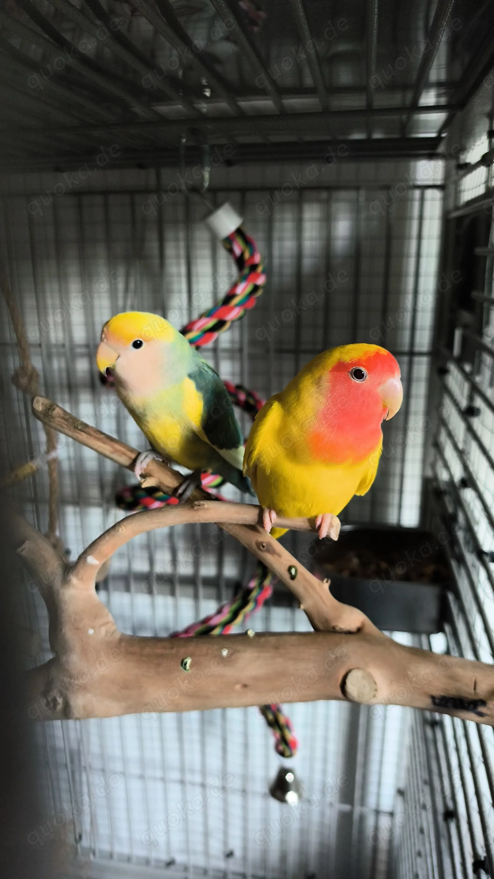 Liebevolle Tierbetreuung für Vögel in Korb 