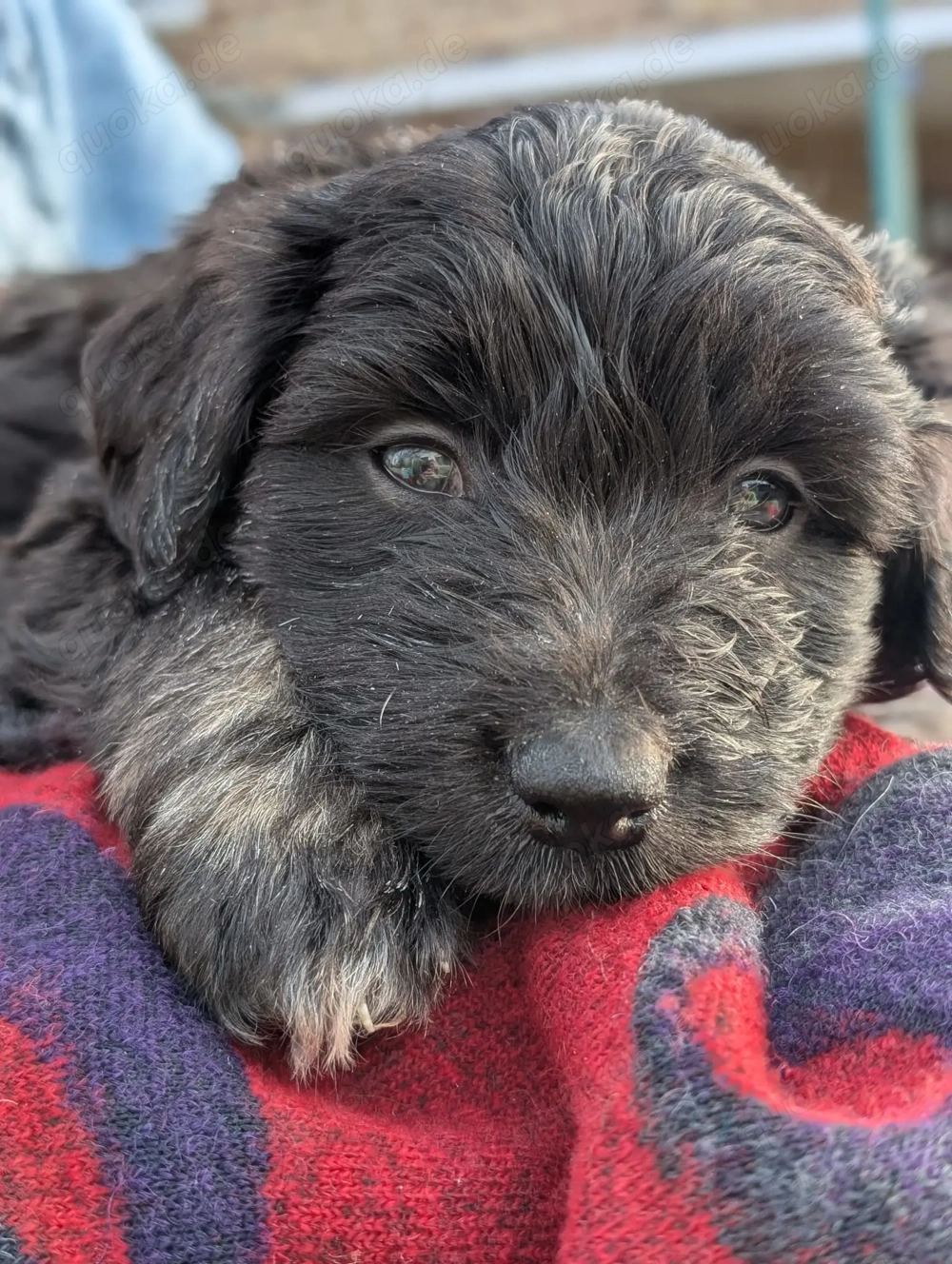 Portugiesischer Wasserhund Bergamasker Mix Welpen