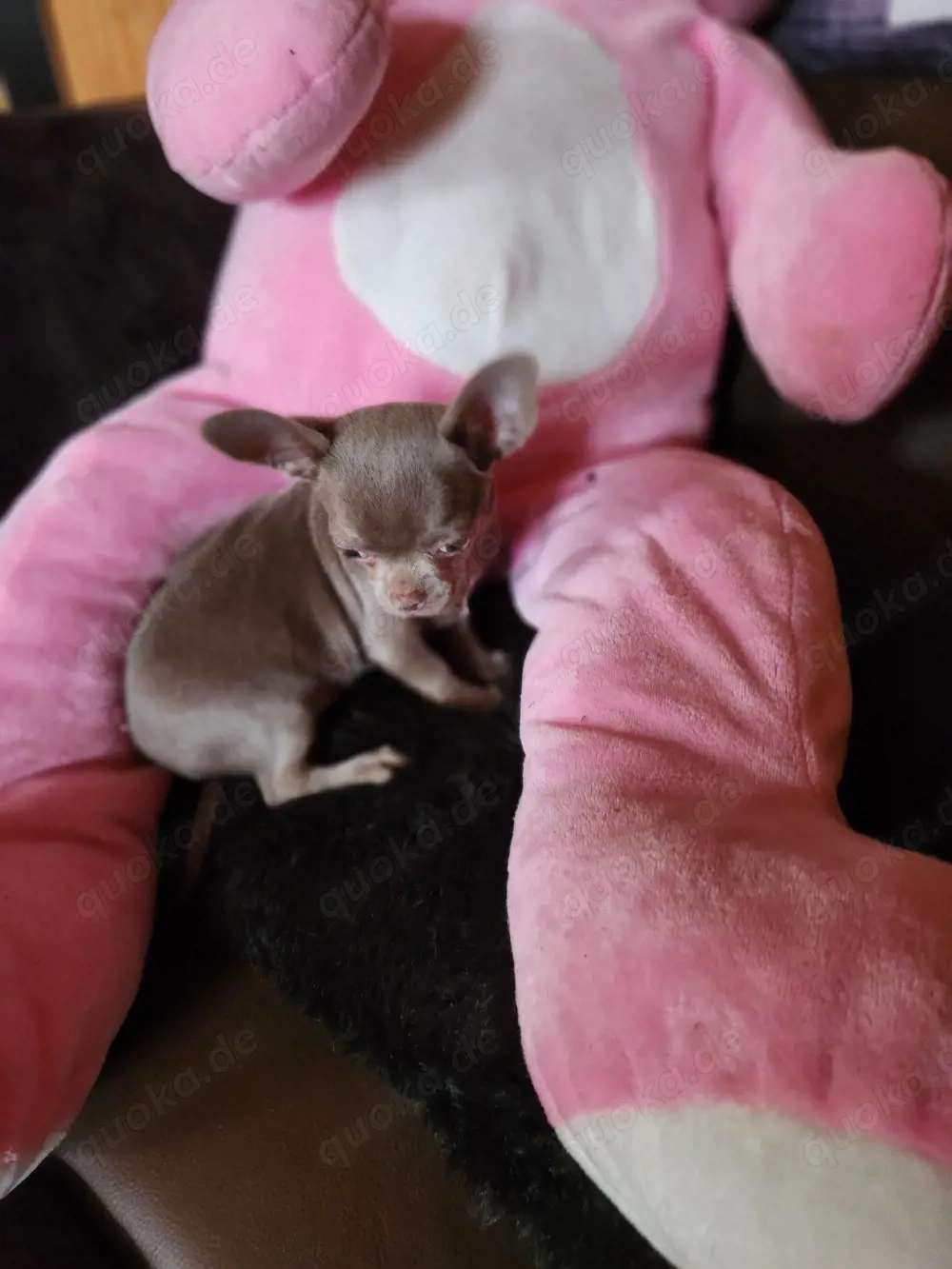 Chihuahua in Lilac, nur der Junge sucht noch ein schönes neues zu Hause 