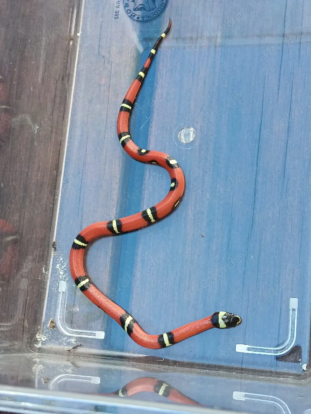 lampropeltis polyzona sinaloeae